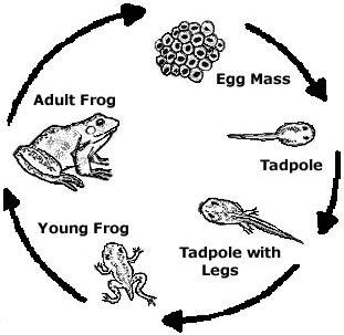FrogLifeCycle